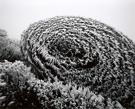 新井 靖雄 「雪の屋久島」