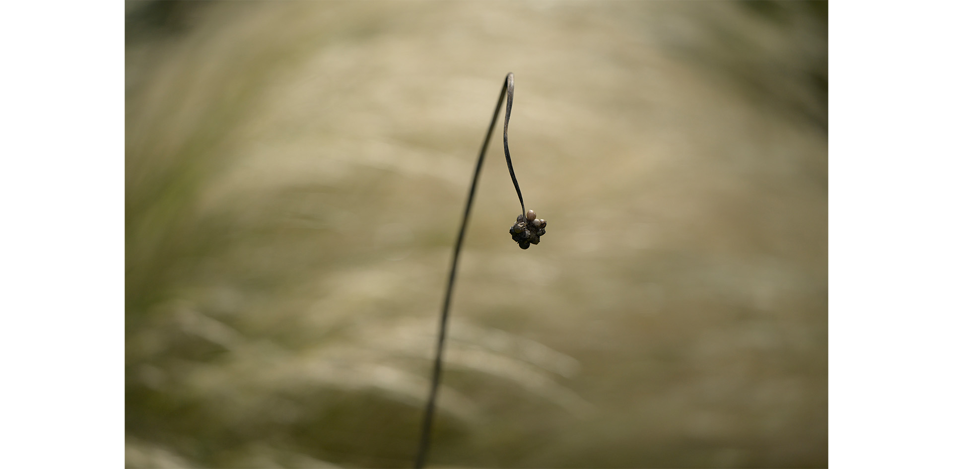 THE GALLERYセレクション展 岡本洋子 写真展「新・植物百景」