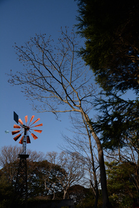 Nature in the City