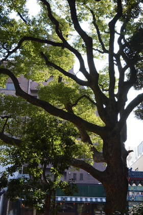 Nature in the City