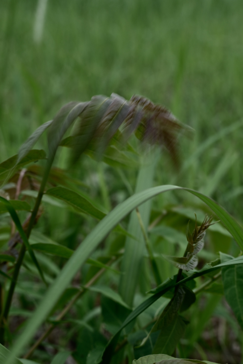 「不感世界」 石川 修麻（組写真：4/4）
