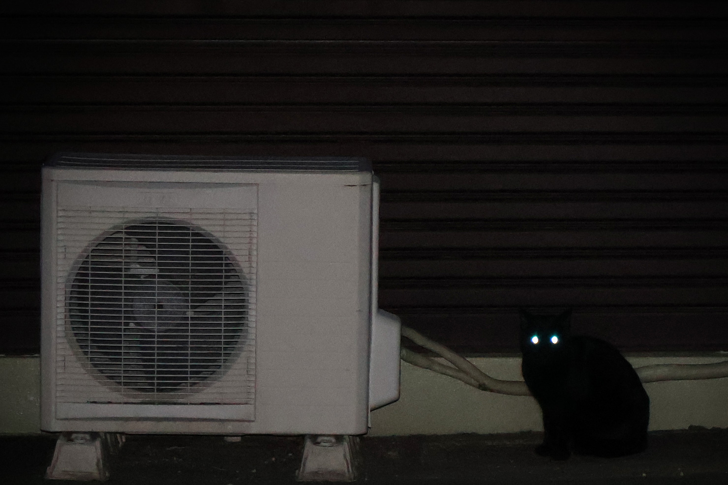 「夜の姿」 谷坂 陽菜（組写真：1/4）