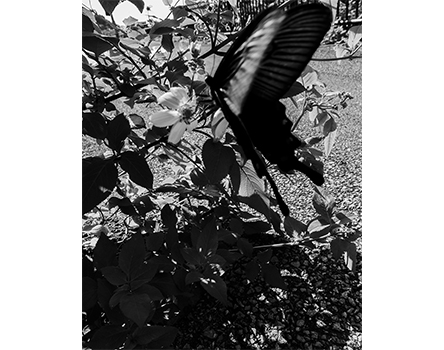 中間 麻衣 「巡る犬」