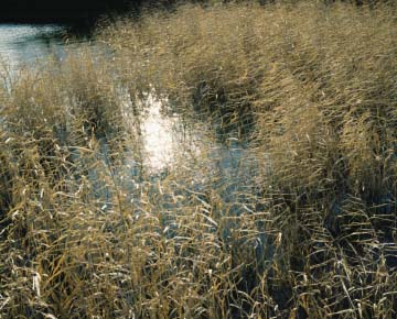 川崎 祐 写真展