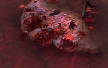 溝口 広子 写真展