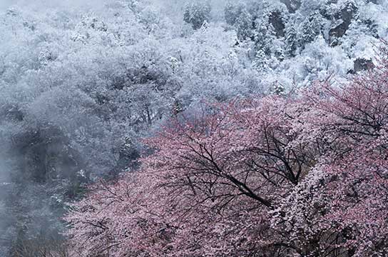 花、美しく（群馬県・妙義山）