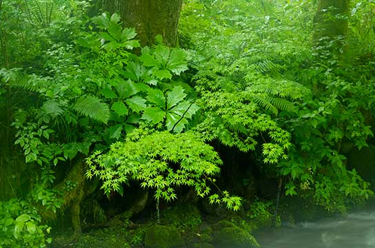「仙境」（岐阜県高山市）