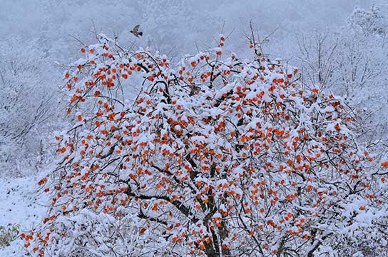 「禊ぎ柿」（長野県長野市）