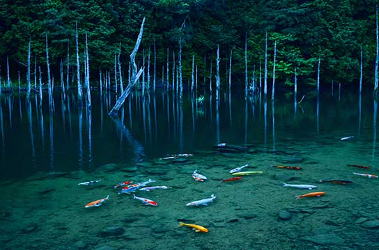 蒼池繚乱（山口県下関市）