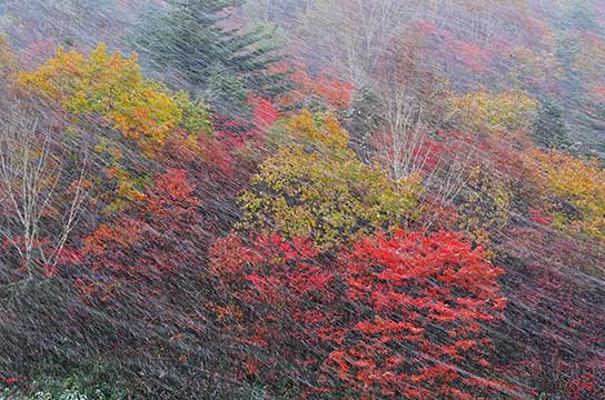 「会いたくて」（岩手県八幡平市）