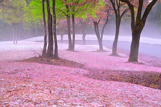 運命の出会い（新潟県長岡市）