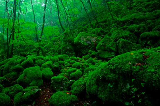 木霊の森（徳島県上勝町）