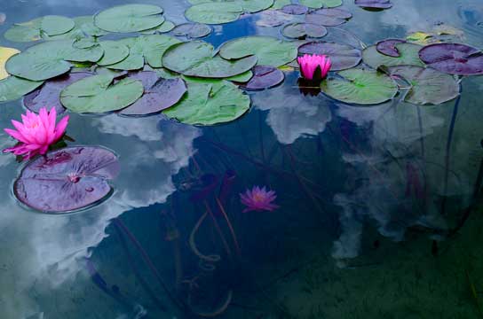 水中花（長野県大町市）