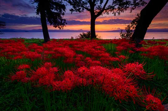 いざ、花の陣！（滋賀県高島市）