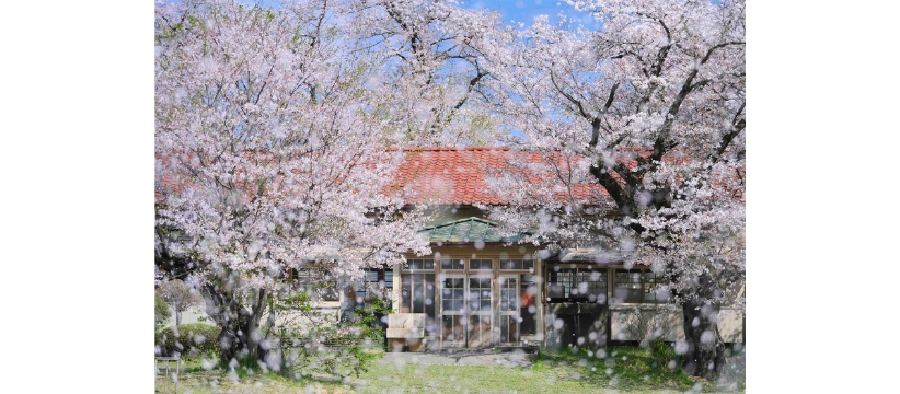 【トークイベント】深澤武「桜」