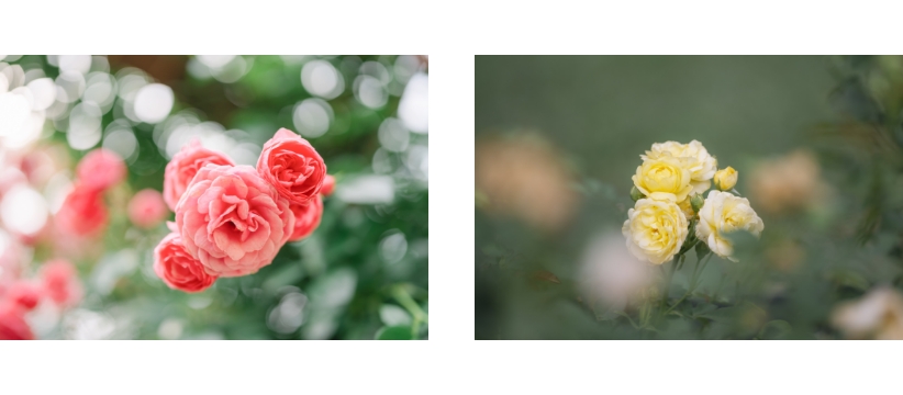 【First STEPS特別企画】　春のお散歩Photowalk & Workshop （講師：鎌田 風花）