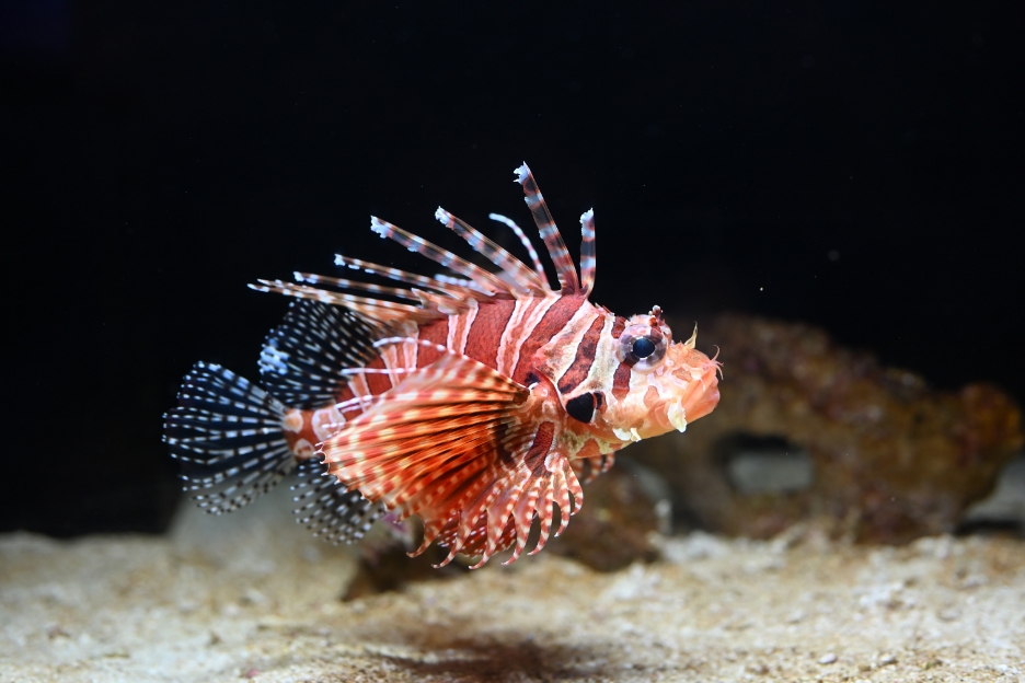 Z5IIC使ってみた！最速インプレッショントークイベント」（上田晃司