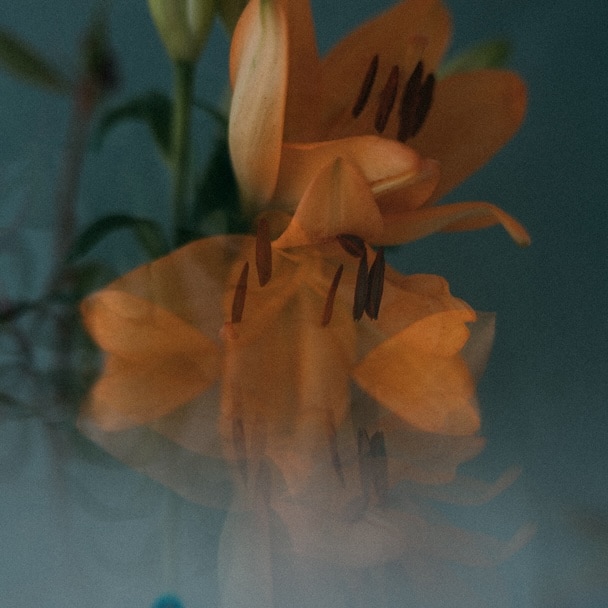 ＜プリズム＞日常写真をファンタジックに変える、光の魔法