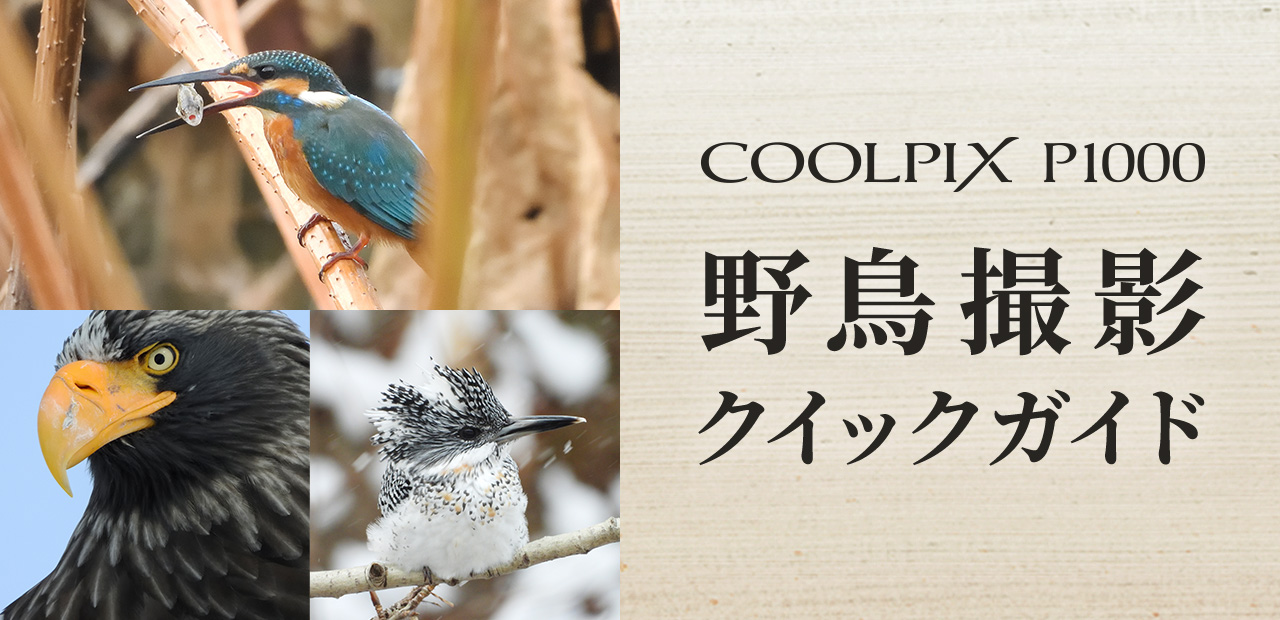 COOLPIX P1000 野鳥撮影クイックガイド