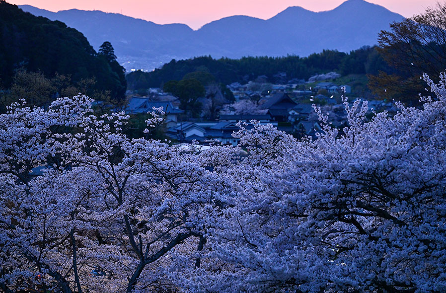 春から初夏におすすめ