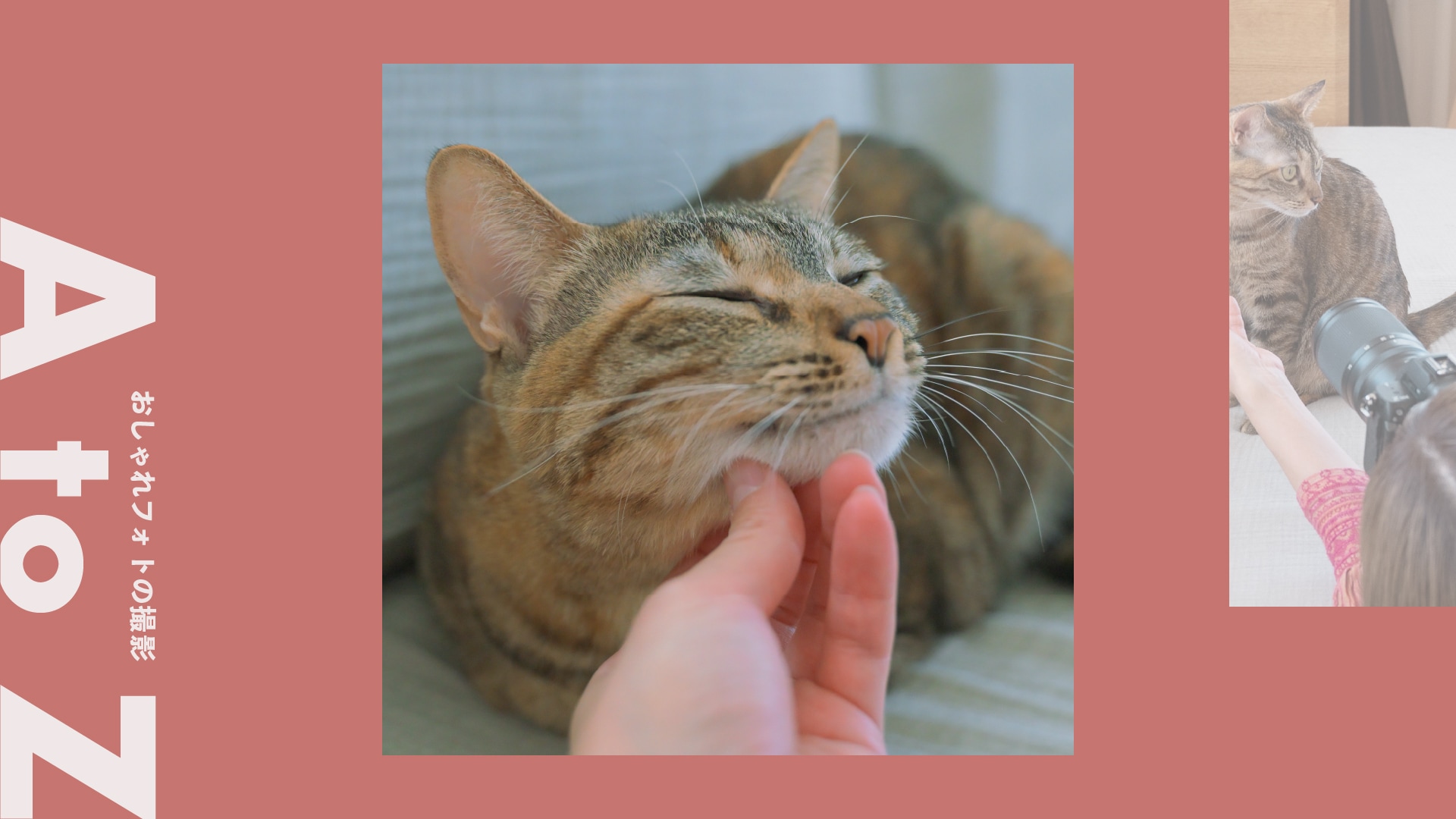 ＜猫×背景ボケ＞可愛いが際立つペットフォト