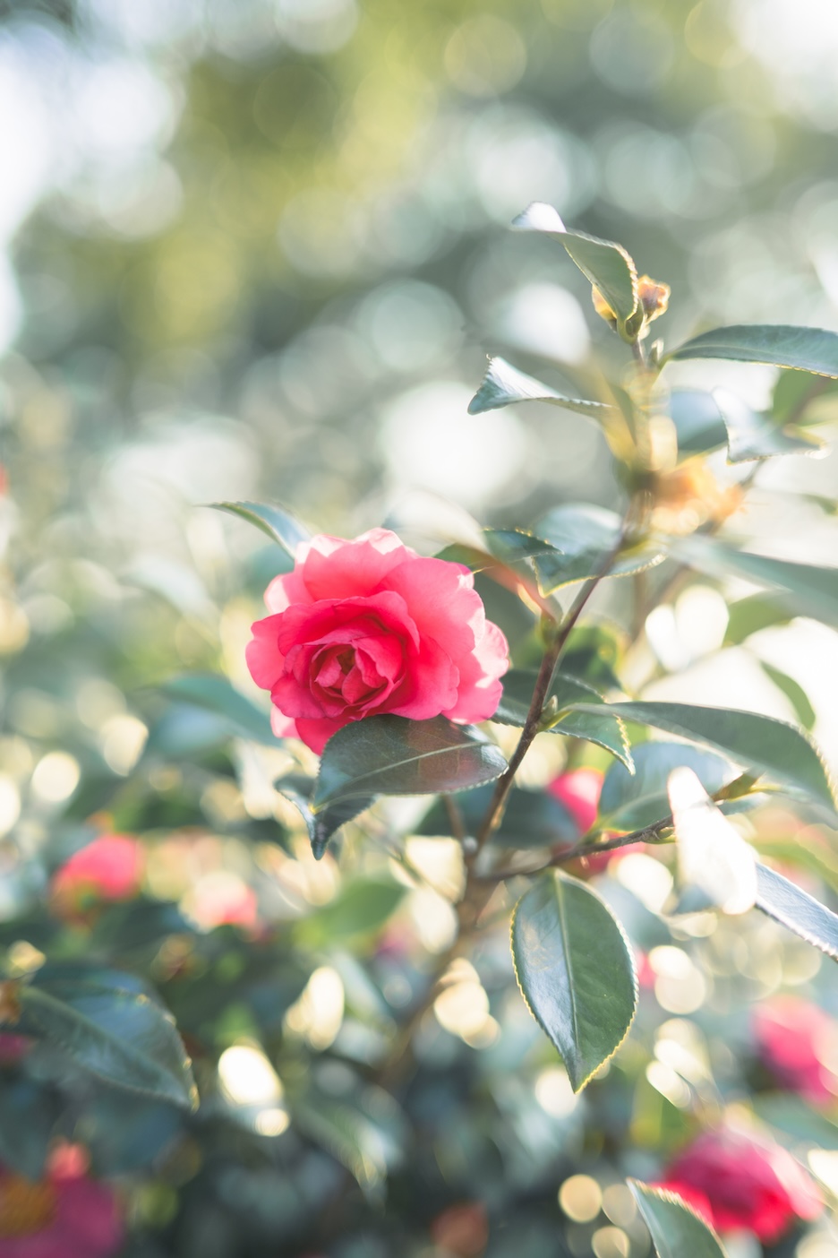 風景写真の作例