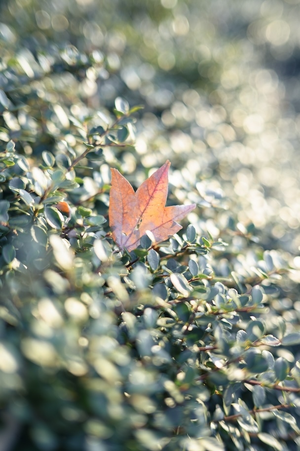 風景写真の作例