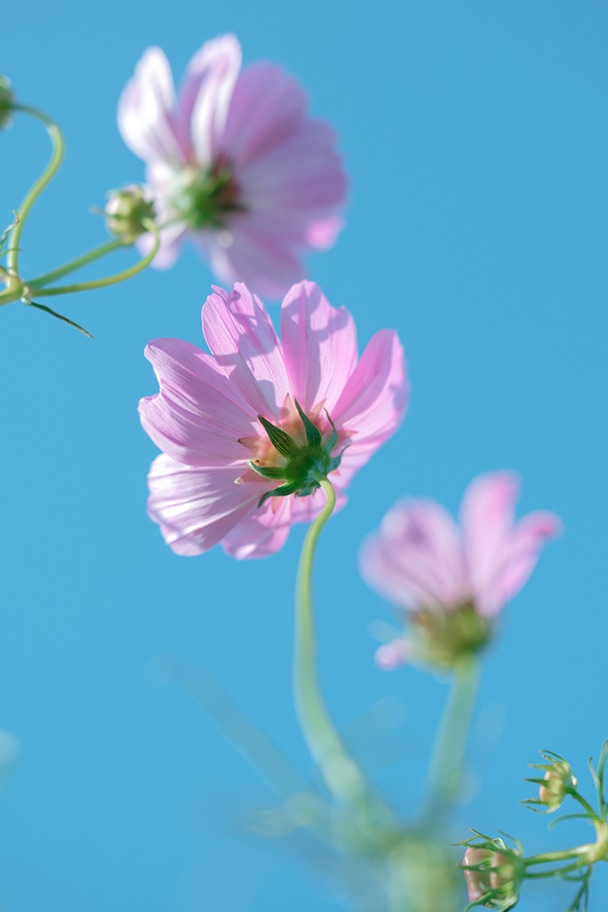 ローポジションの作例