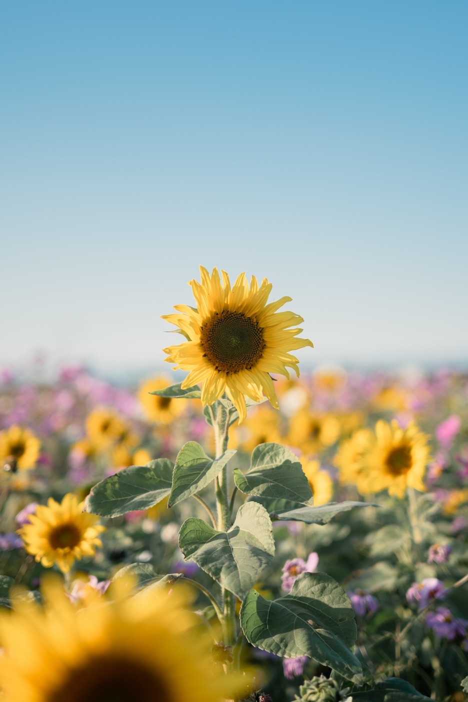 日の丸構図の作例