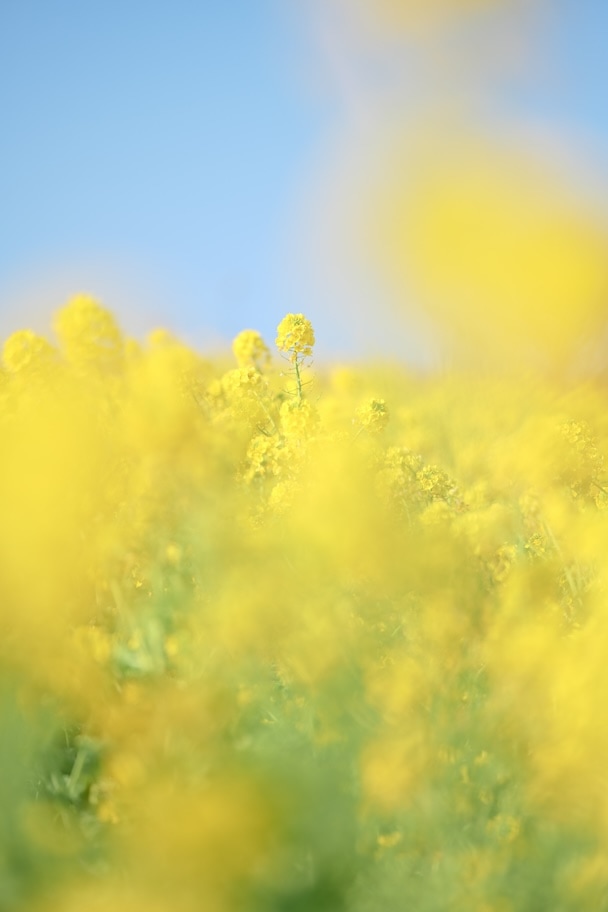 圧縮効果の作例