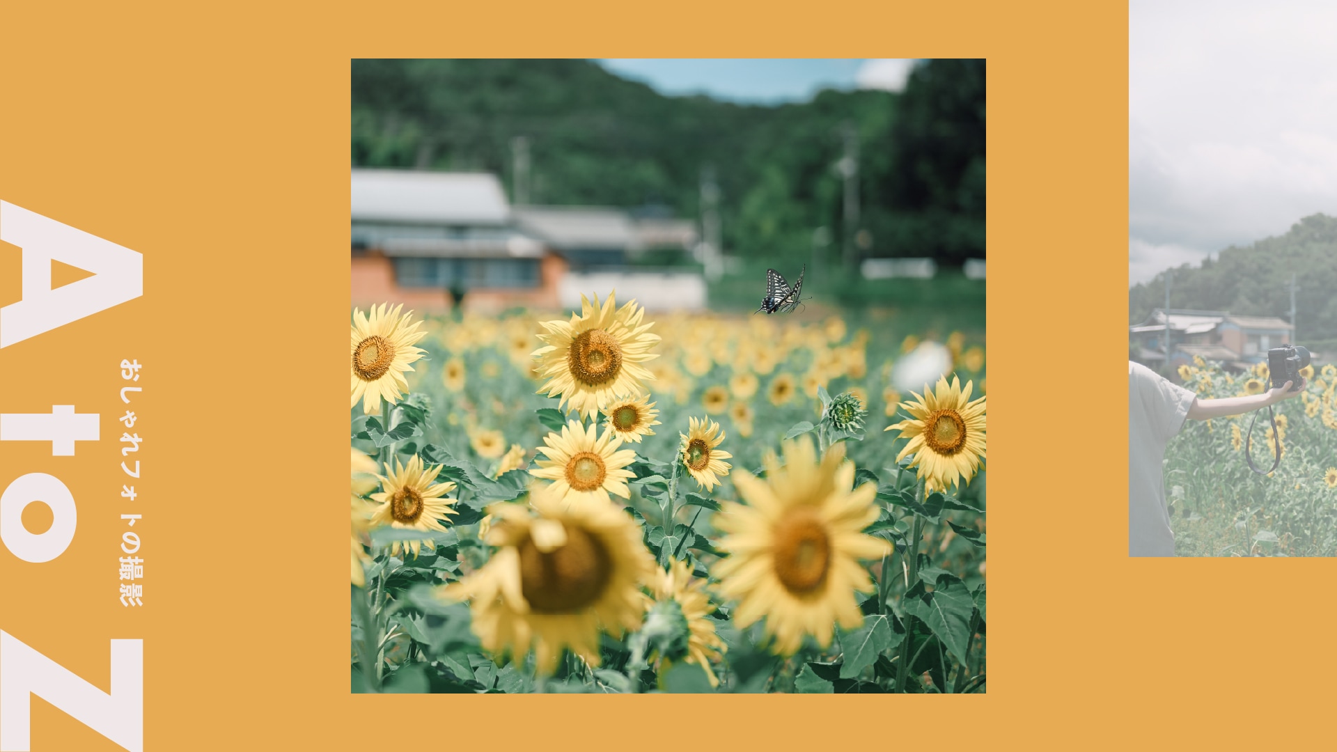 ＜ひまわり＞夏の情景を彩る花写真