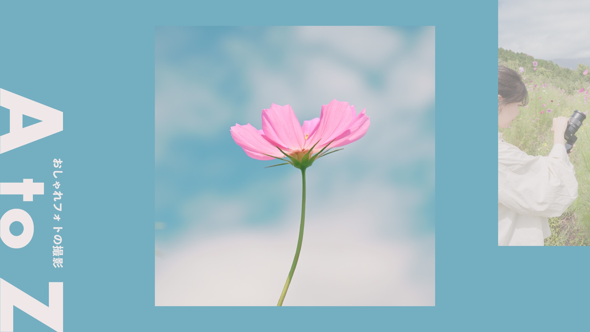 ＜コスモス＞可愛らしくも儚い、秋の花写真