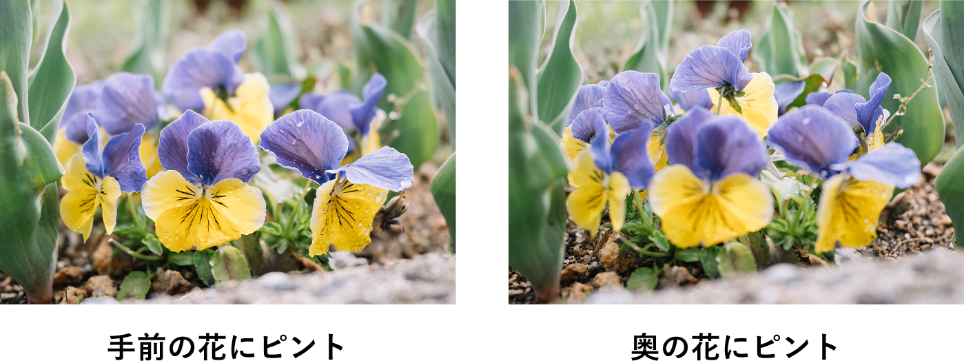 手前の花にピント、奥の花にピントの作例
