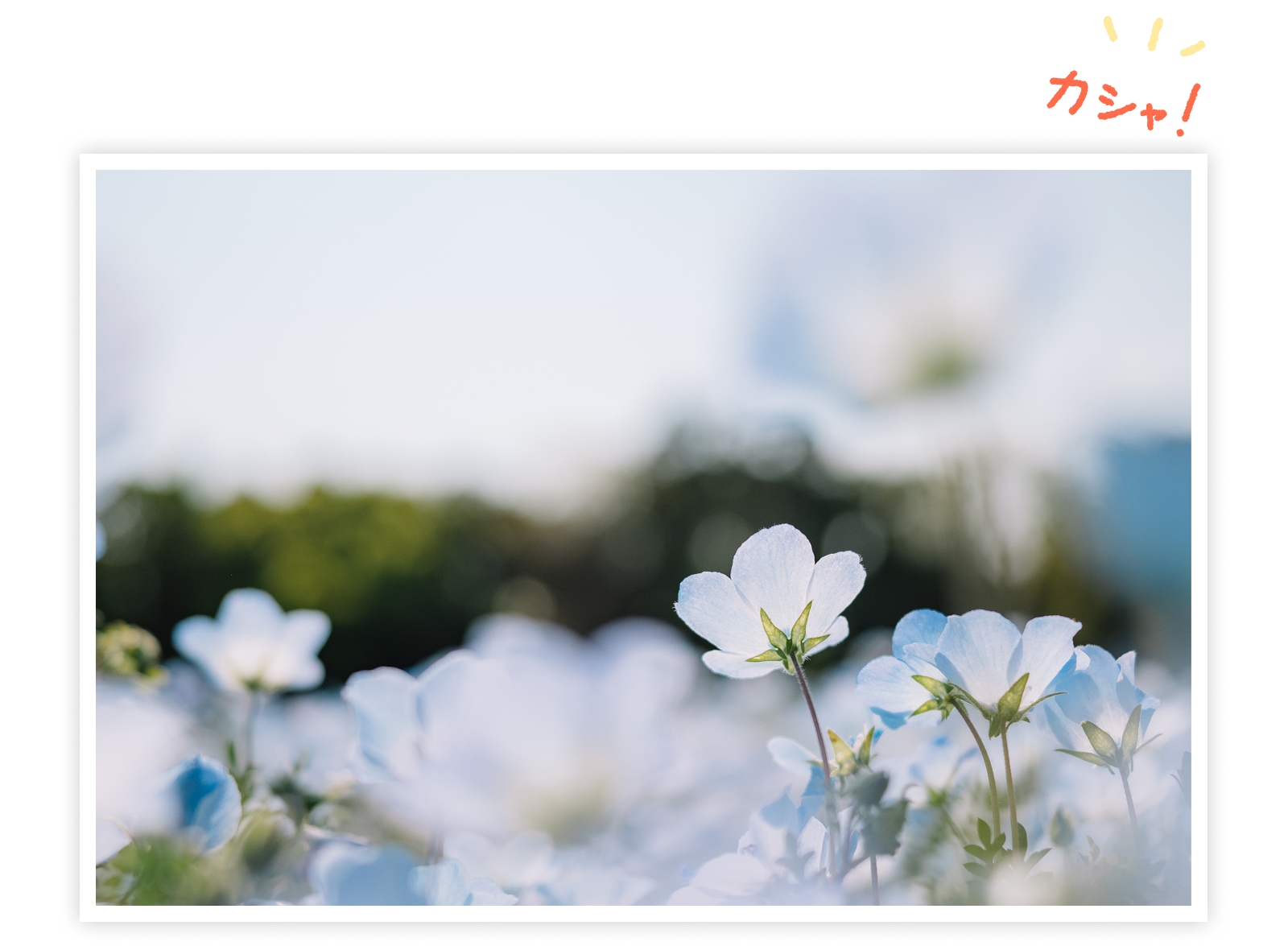 主役の花が際立ちながらも、余白が生まれて背景とのバランスが良くなった作例