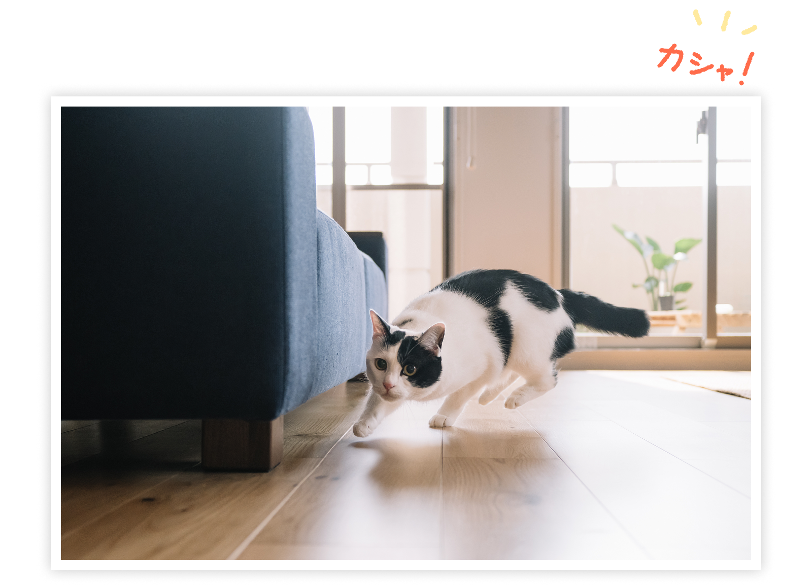 ブレずに撮れた猫の作例