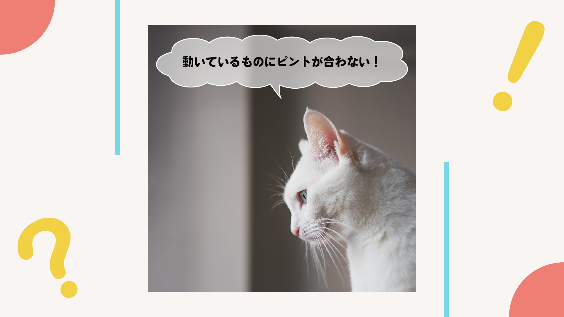 全部ボケボケ…動いているものにピントが合わない！