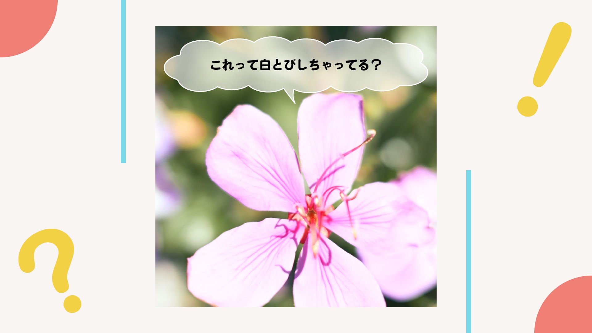 もしかして、白とびしてる？が、すぐわかる！