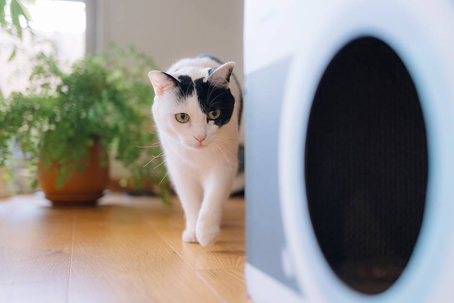 猫の一瞬の姿を撮影した作例