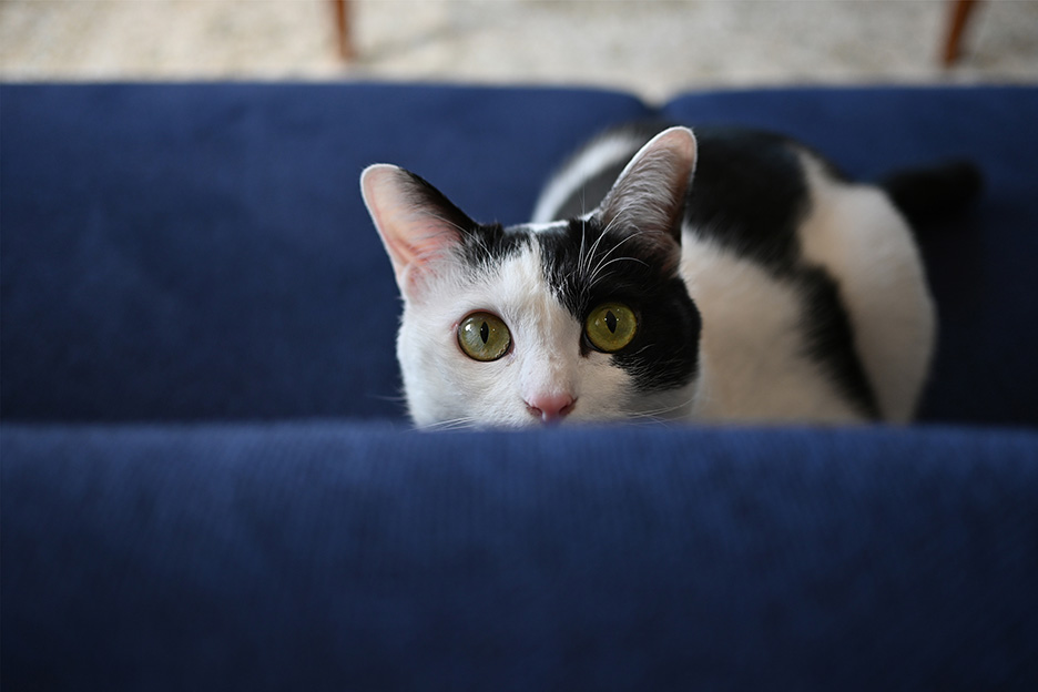 猫の一瞬の姿を撮影した作例