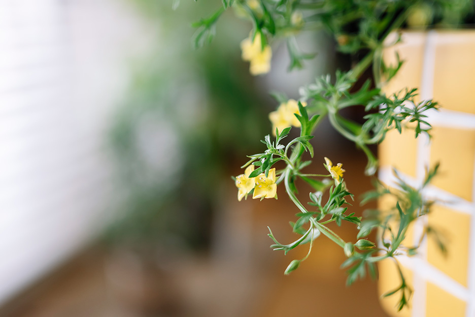 NIKKOR Z DX 24mm f/1.7で被写体に近づいて撮影した作例 