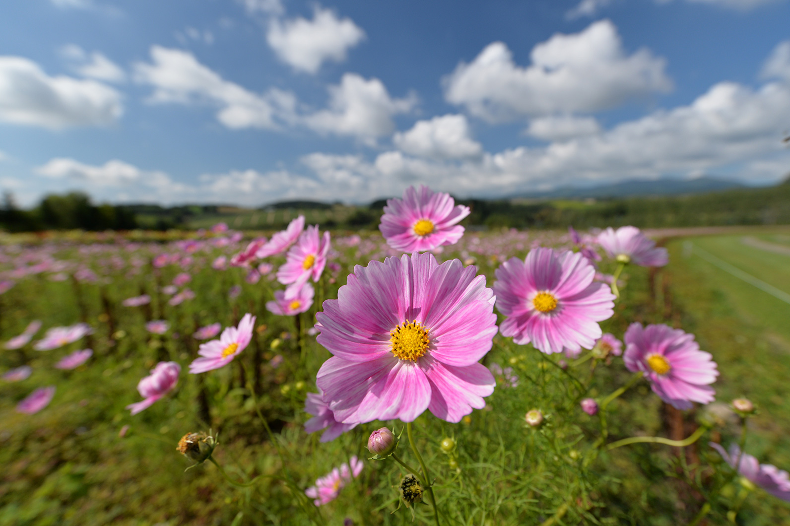 秋空の下、かわいいコスモスを撮る
