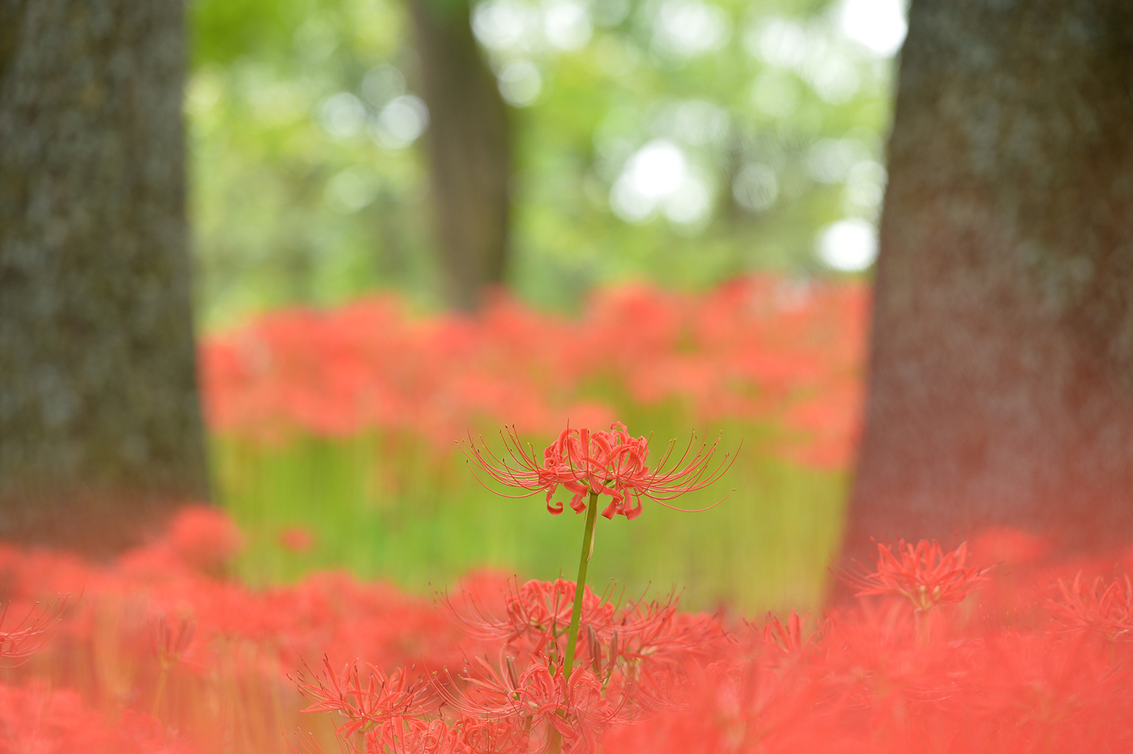 彼岸花をいろいろ撮り分ける