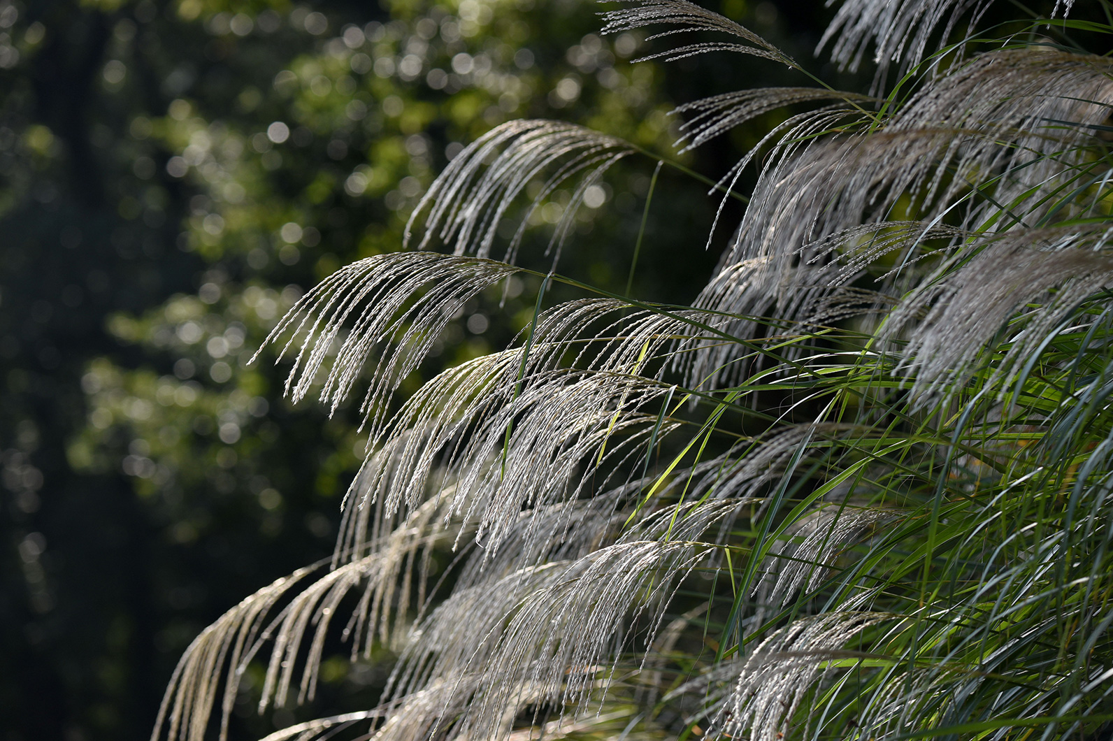 澄んだ秋の光の中で、ススキを撮影