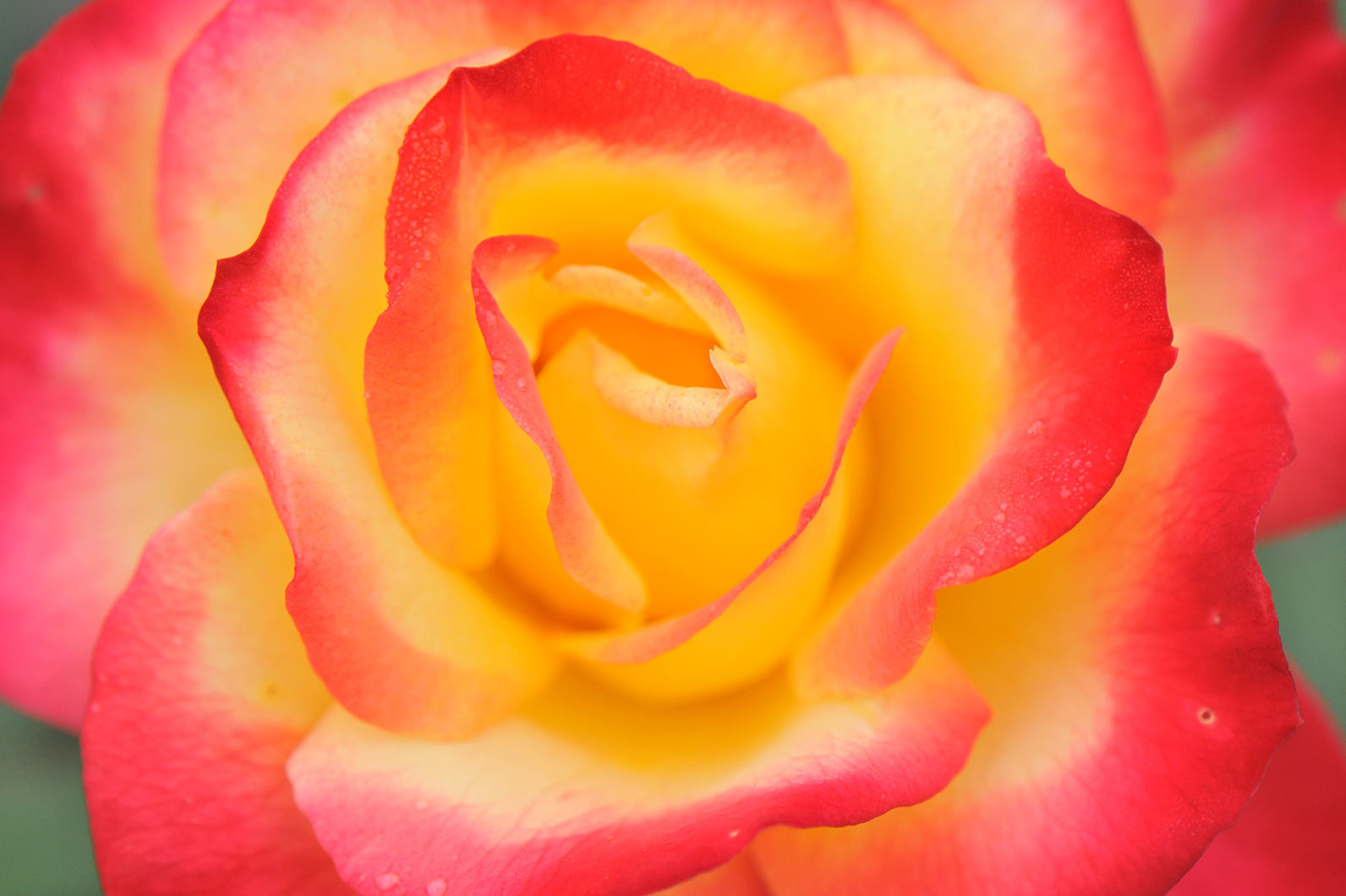 秋バラの美しさを残す