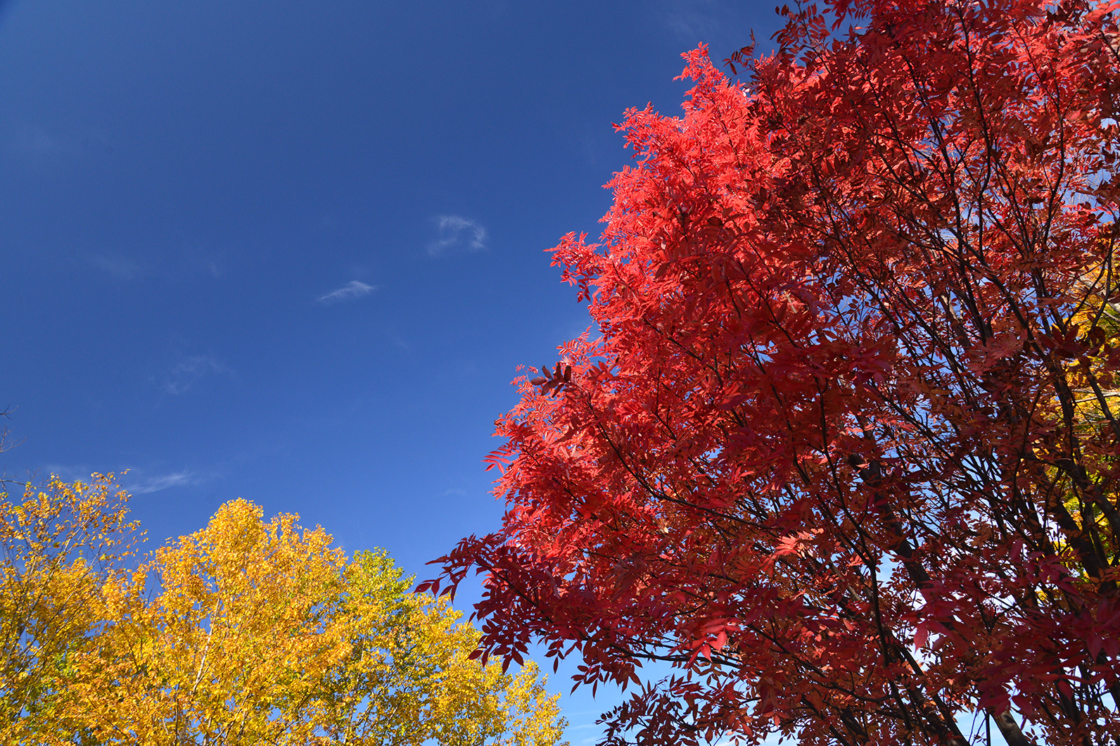 色彩の変化に富む紅葉