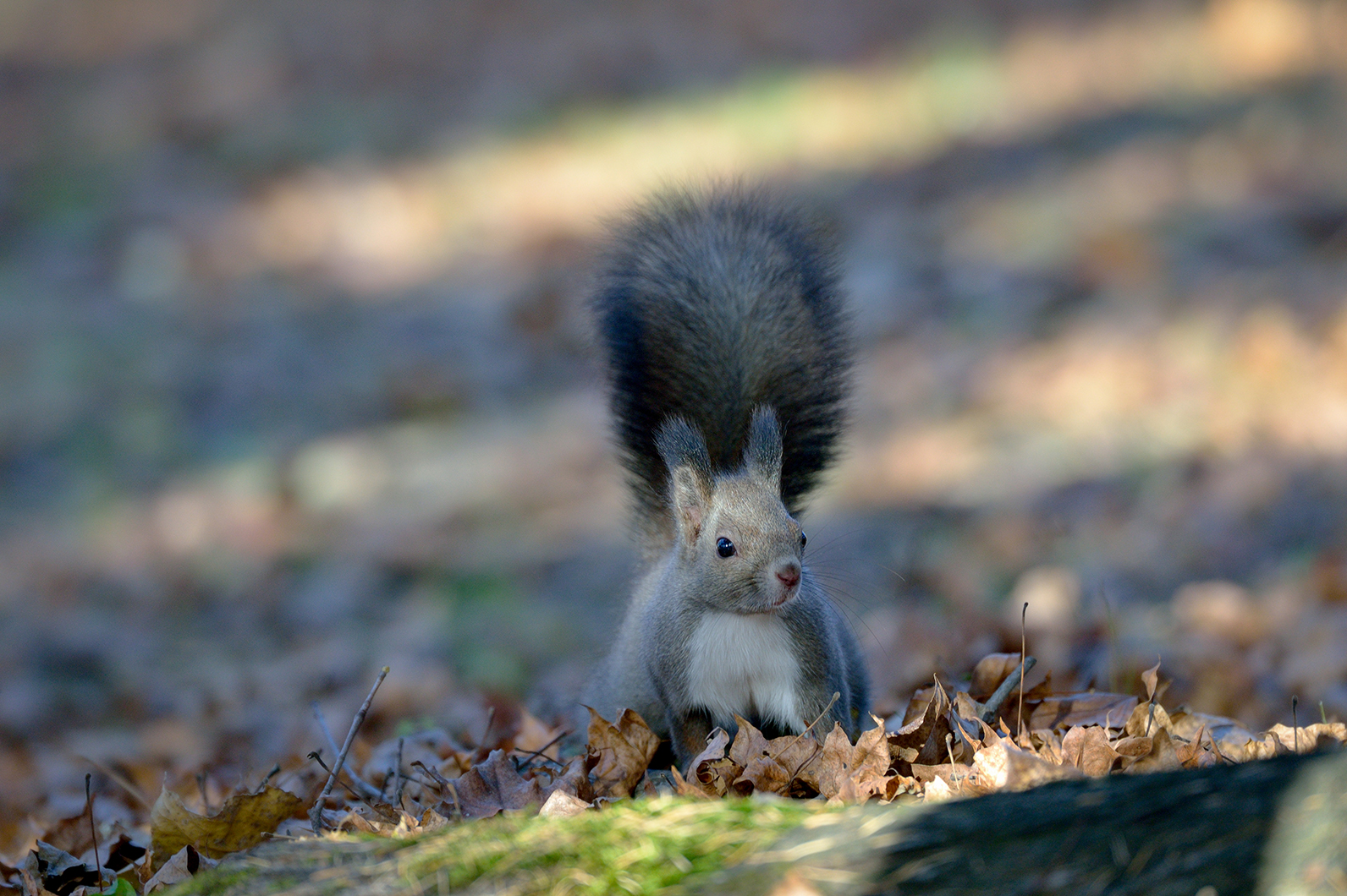ふっくらとした愛らしいリス