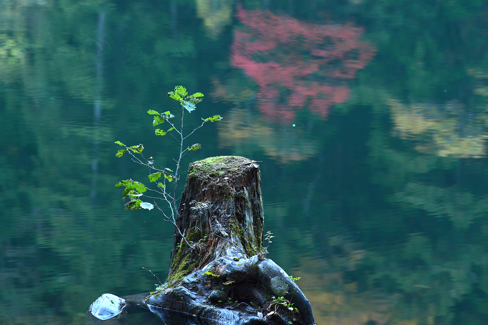 湖面を彩る木々