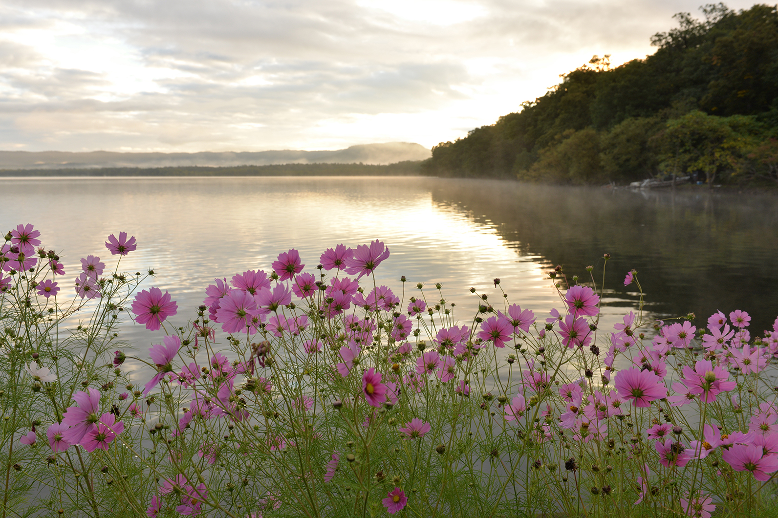 コスモスのある秋風景