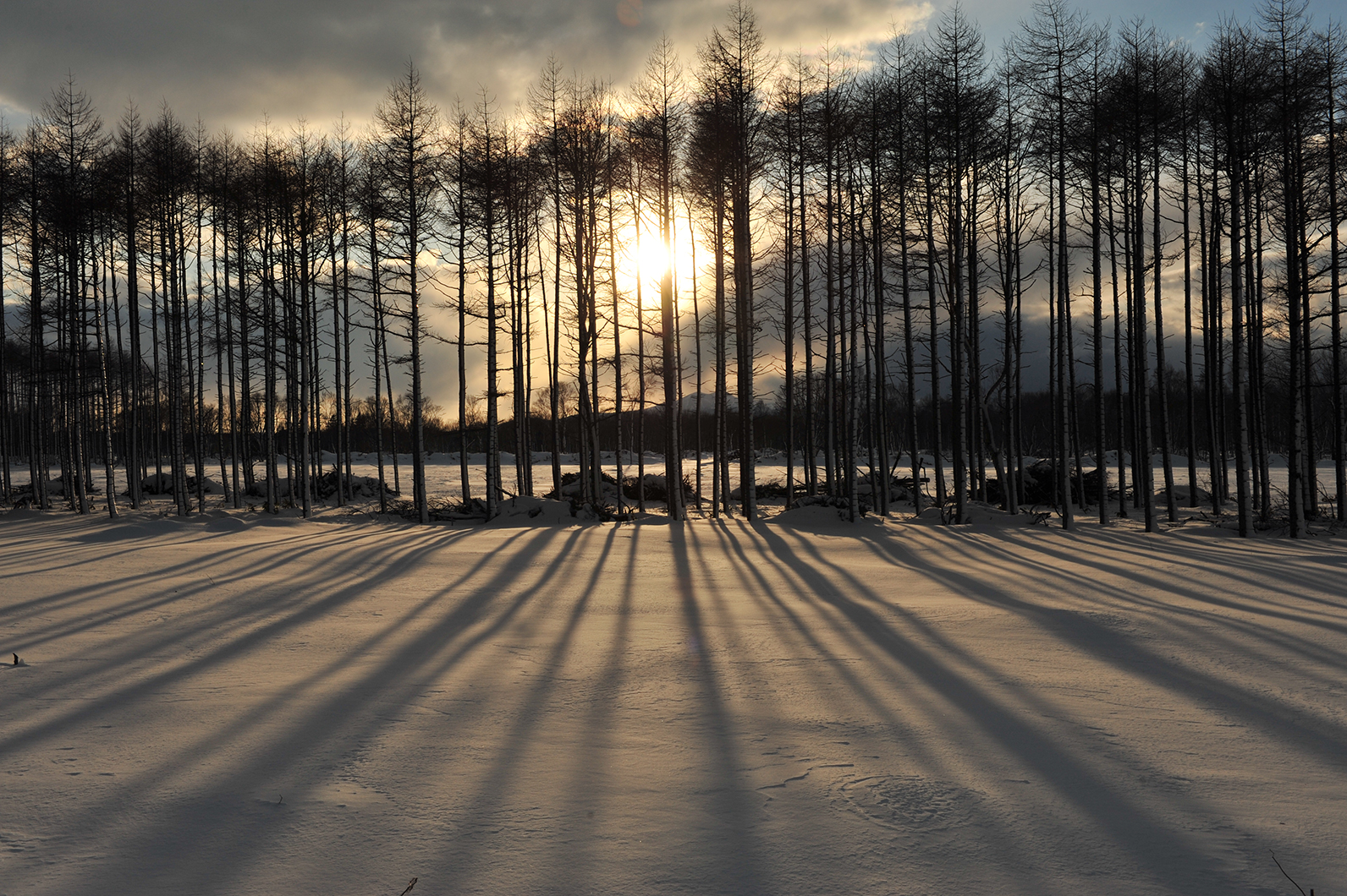 冬のシルエット