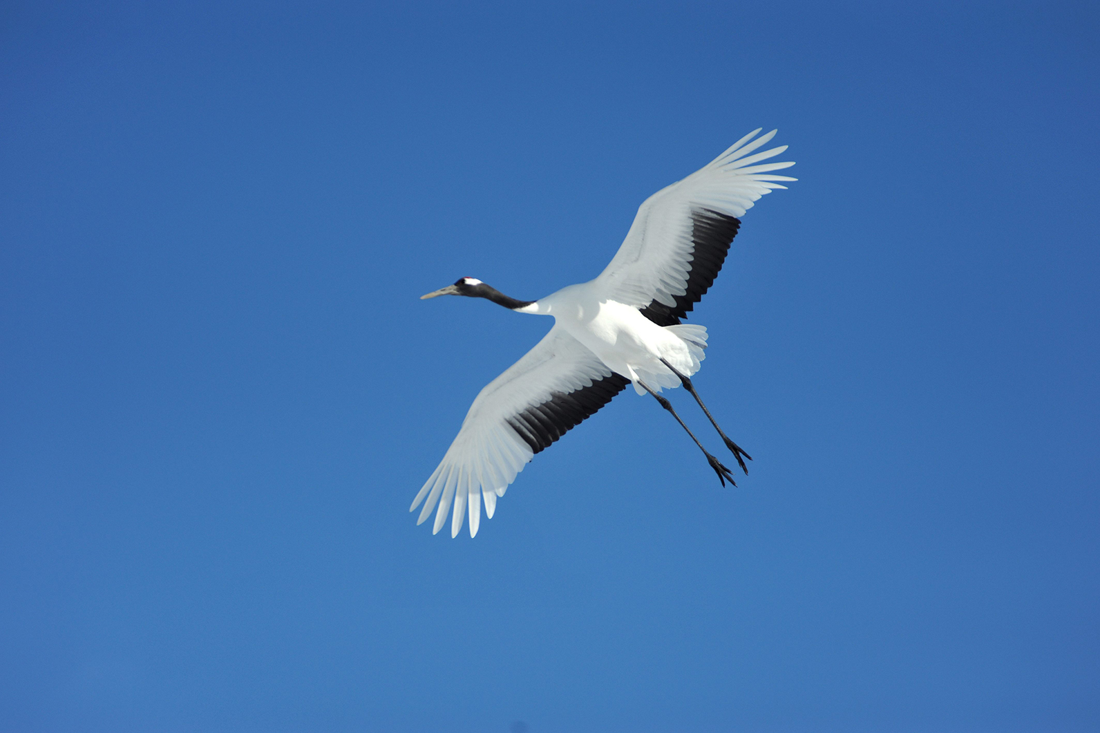 北の貴婦人、タンチョウヅル